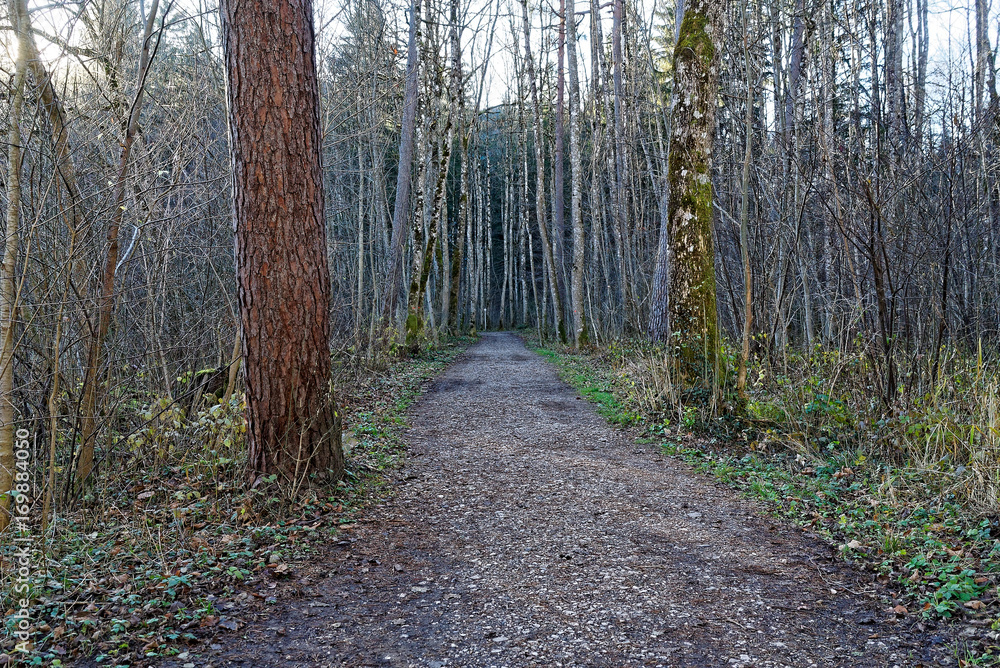 Obraz premium Woody path in the German Alps