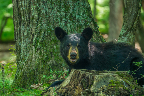 young Black Bear of Pennsylvania looking for food and watching for danger