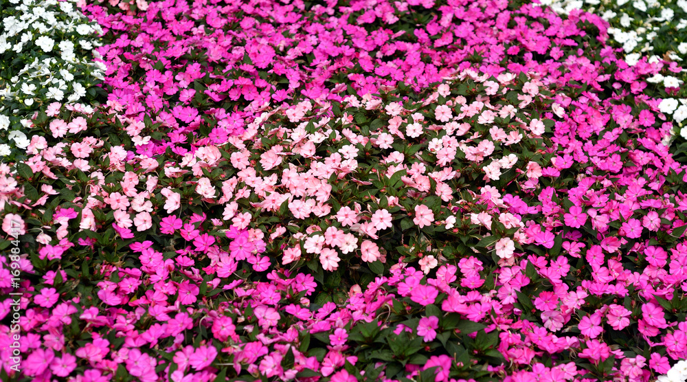 Fototapeta premium Flower bed background.