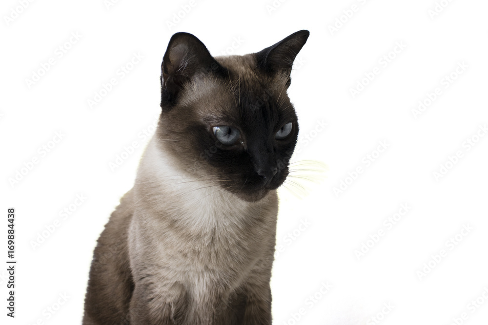 Angry siamese cat with though look on its eyes staring away from the camera.