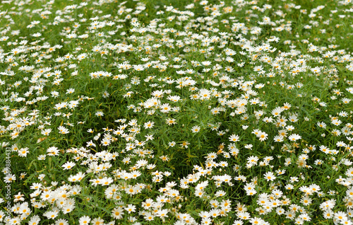 Flower bed background.