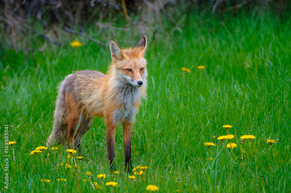 Fototapeta premium Volpe Volpi volpacchiotti piccoli cuccioli che si inseguono e giocano