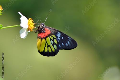 Butterfly from the Taiwan (Delias pasithoe curasena) Red shoulder butterfly photo