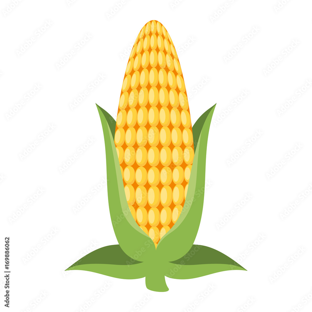 Obraz premium fresh corn cob icon vector illustration design