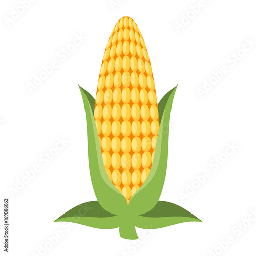 fresh corn cob icon vector illustration design