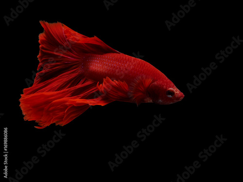 Thai red fighting fish on black isolate