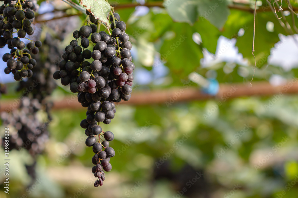 grape
grape