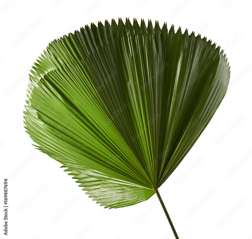 Licuala Grandis Or Ruffled Fan Palm Leaf Large Tropical Foliage Pleated Leaf Isolated On White Background With Clipping Path Stock Photo Adobe Stock Licuala Grandis Or Ruffled Fan Palm Leaf Large Tropical Foliage Pleated Leaf Isolated On White Background With Clipping Path Stock Photo Adobe Stock