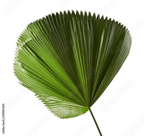 Licuala grandis or Ruffled Fan Palm leaf, Large tropical foliage, Pleated leaf  isolated on white background, with clipping path