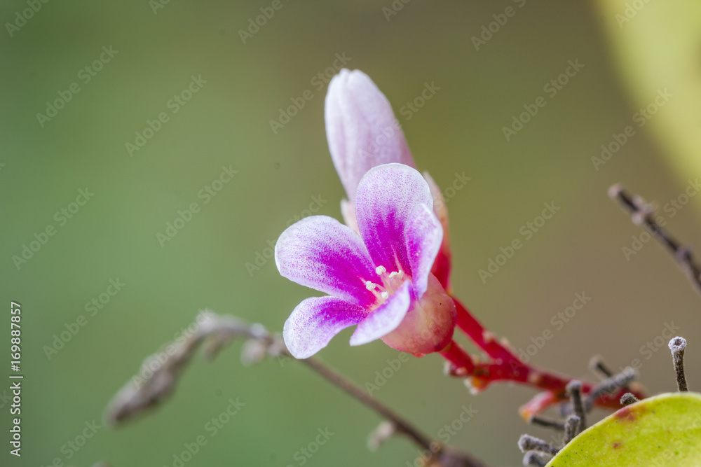 Obraz premium Flower 