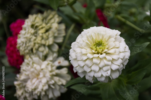 closeup beauty flower