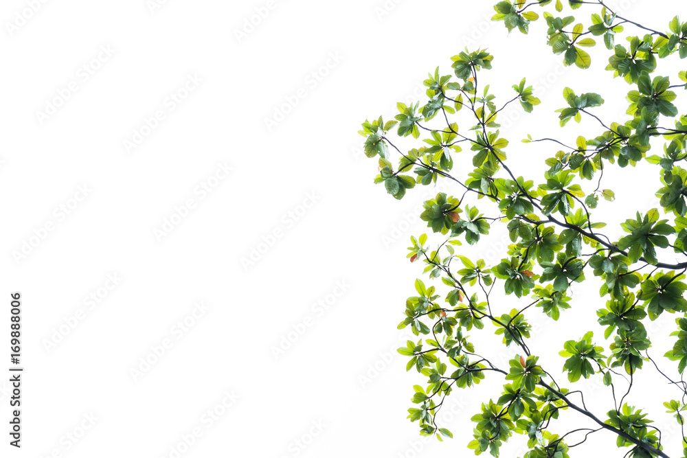 tree branch and green leaf silhouette photography , white background tree branch and green leaf silhouette photography , white background