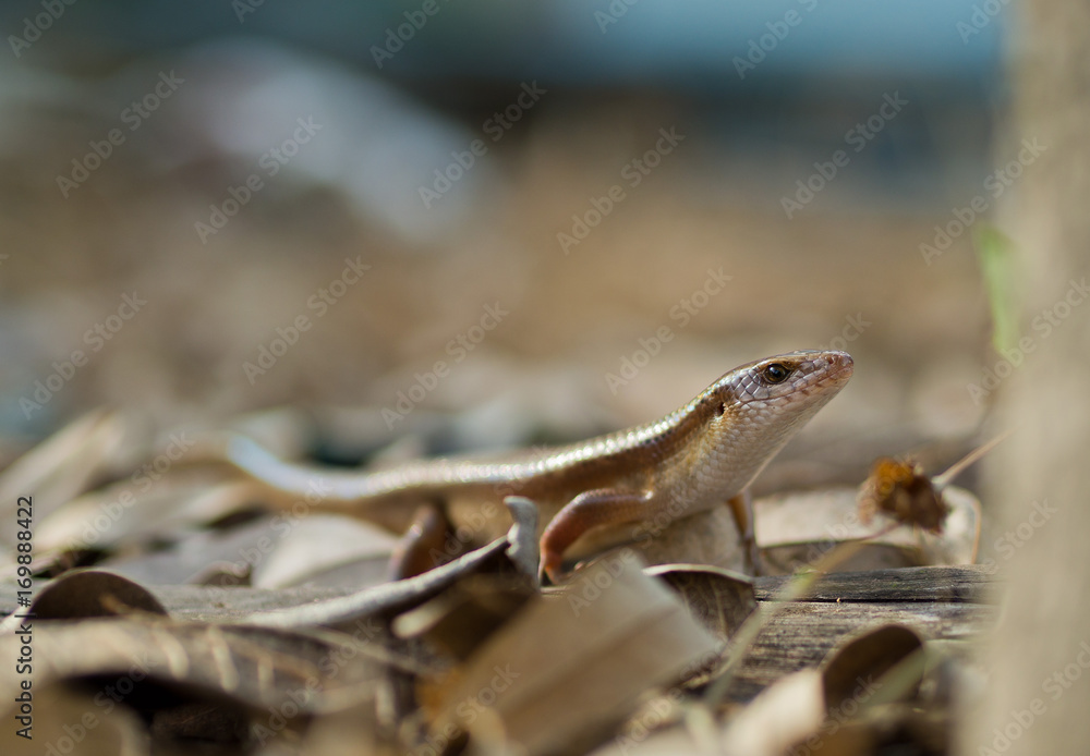 Fototapeta premium thai iguana