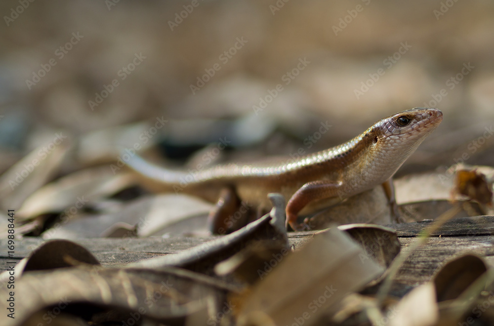 Fototapeta premium thai iguana