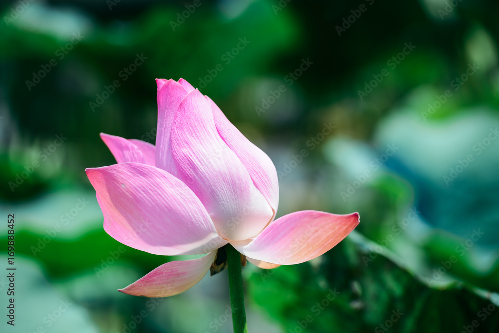 Obraz premium Lotus in the lake