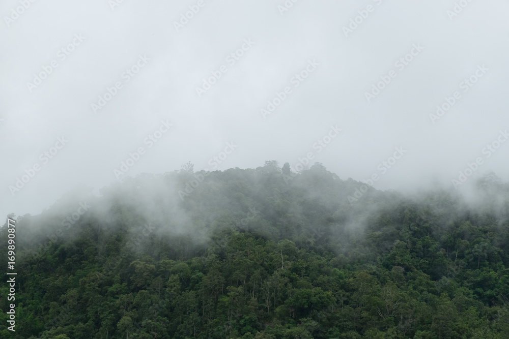 Fog on the mountain in the rainy season