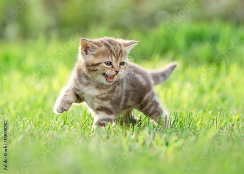 Young funny cat meowing in nature