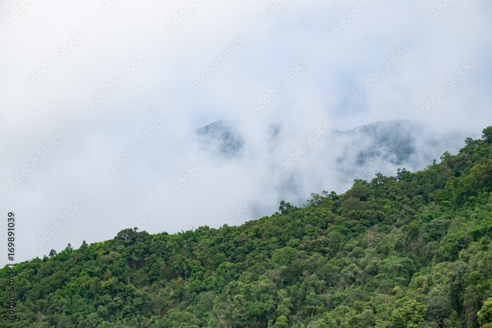 Fog on the mountain in the rainy season