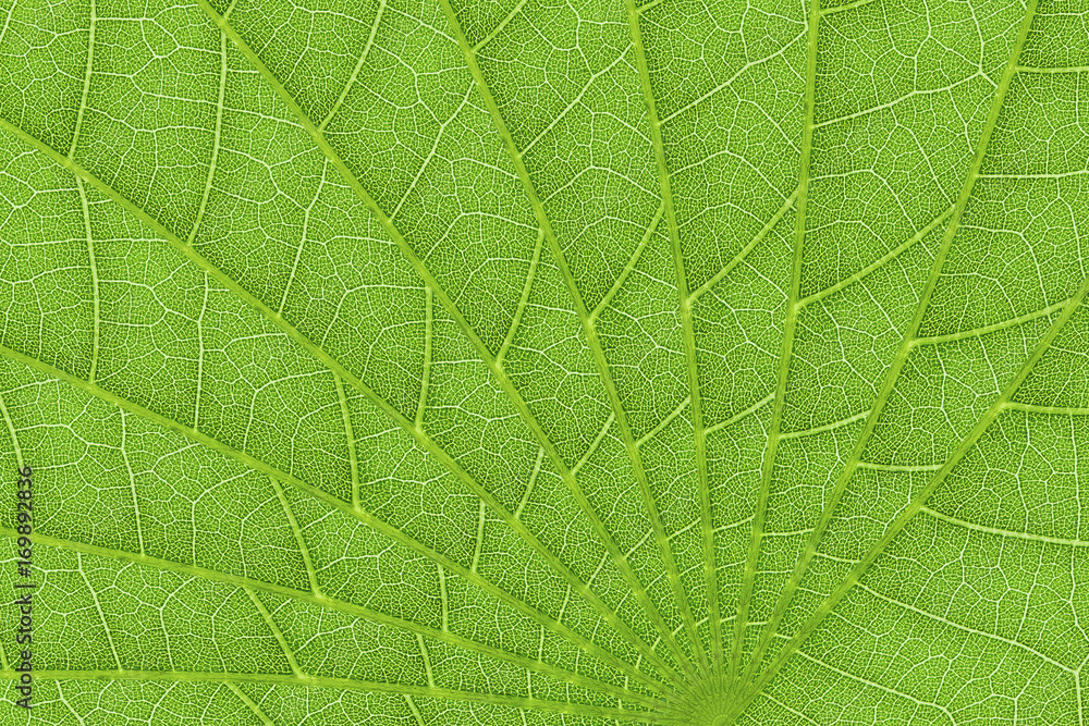 Fototapeta zielony liść tekstura tło wzór i projekt