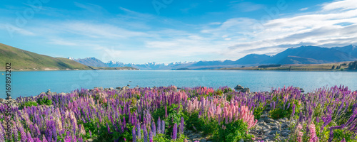 Konstfotografi Landscape at Lake Tekapo Lupin Field in New Zealand
