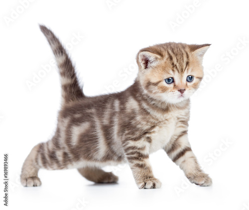 Young baby cat or kitten side view isolated
