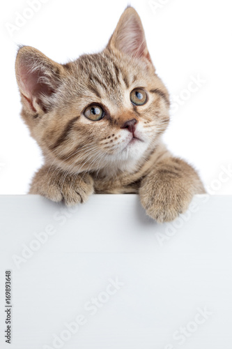 Cat kitten looking up above white banner isolated
