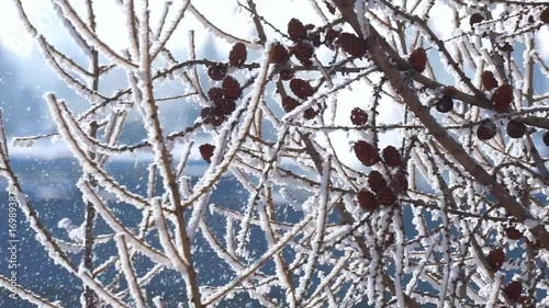 dry branches pine cones tree, winter nature snow background