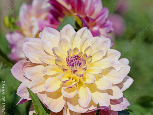 Fototapeta Naklejka Na Ścianę i Meble -  Dahlien, Dahlias