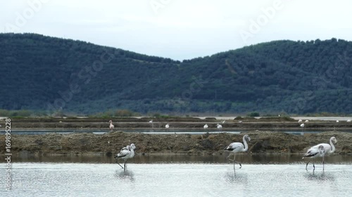 Flamingos in a lake at Ethniko Parko Limnothalasson Greece photo