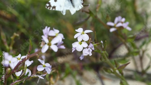 Wasp on a purple flower in Xiropotamo Greece photo