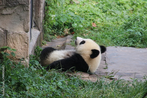 Fototapeta Naklejka Na Ścianę i Meble -  Cute fluffy panda cub in Chongqing, China