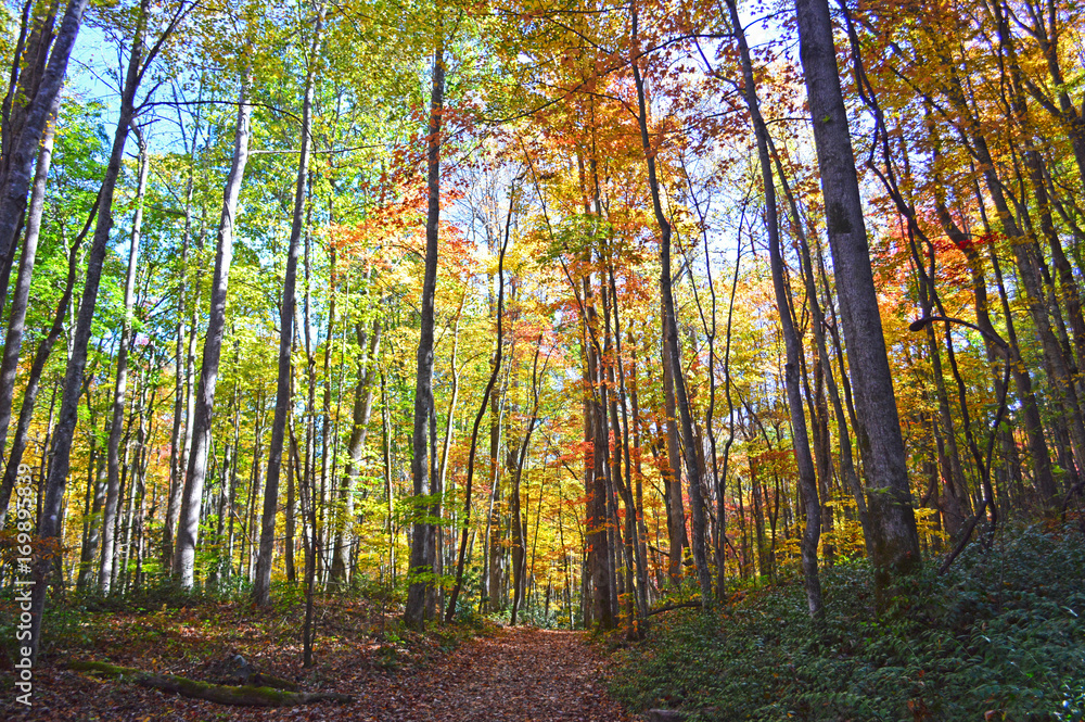 Obraz premium Fall Colors