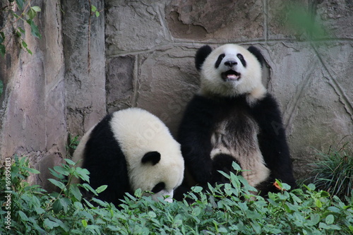 Fototapeta Naklejka Na Ścianę i Meble -  Cute fluffy panda cub in Chongqing, China