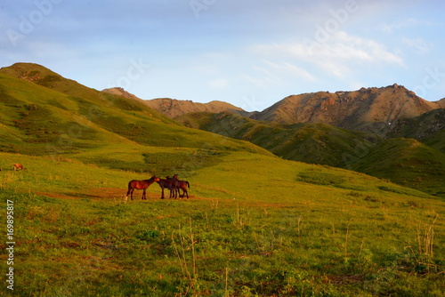 Horses, Altyn-Emel pastures © Colobus