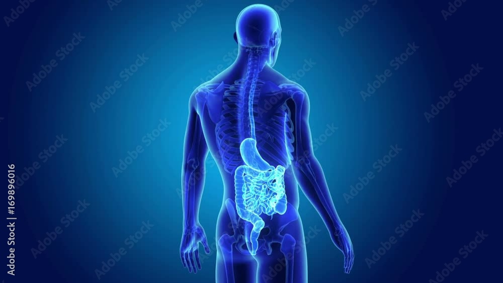 Stomach and Intestine with Skeleton Body Stomach and Intestine with Skeleton Body