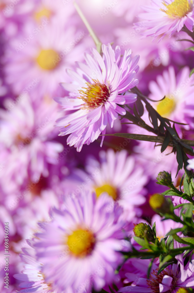 Obraz premium Violet Asters