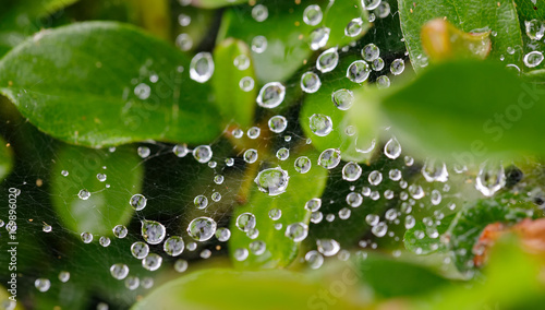 water drops on spider web