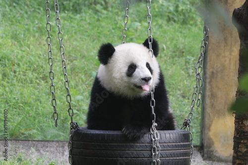 Fototapeta Naklejka Na Ścianę i Meble -  Cute fluffy panda cub is playing tire swing in Chongqing, China