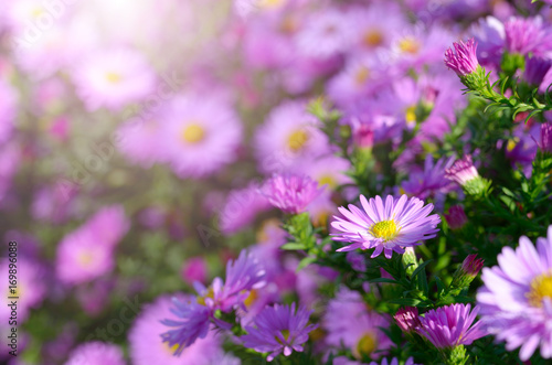 Violet Asters photo
