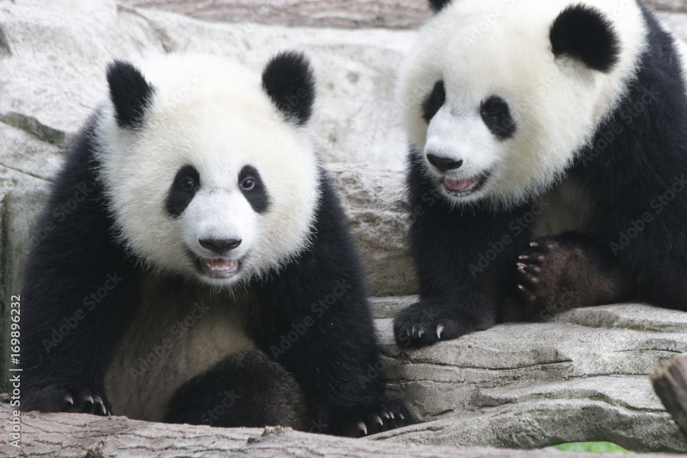 Obraz premium Cute fluffy panda cub is playing tire swing in Chongqing, China