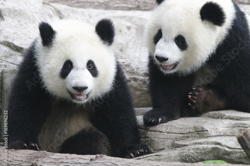 Fototapeta Naklejka Na Ścianę i Meble -  Cute fluffy panda cub is playing tire swing in Chongqing, China