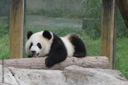 Fototapeta Naklejka Na Ścianę i Meble -  Cute fluffy panda cub in Chongqing, China