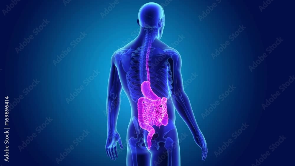 Stomach and Intestine with Skeleton Body Stomach and Intestine with Skeleton Body