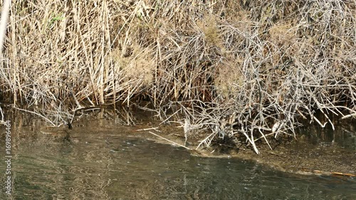 Fish in a river at Igroviotopos Moustou park in Greece photo