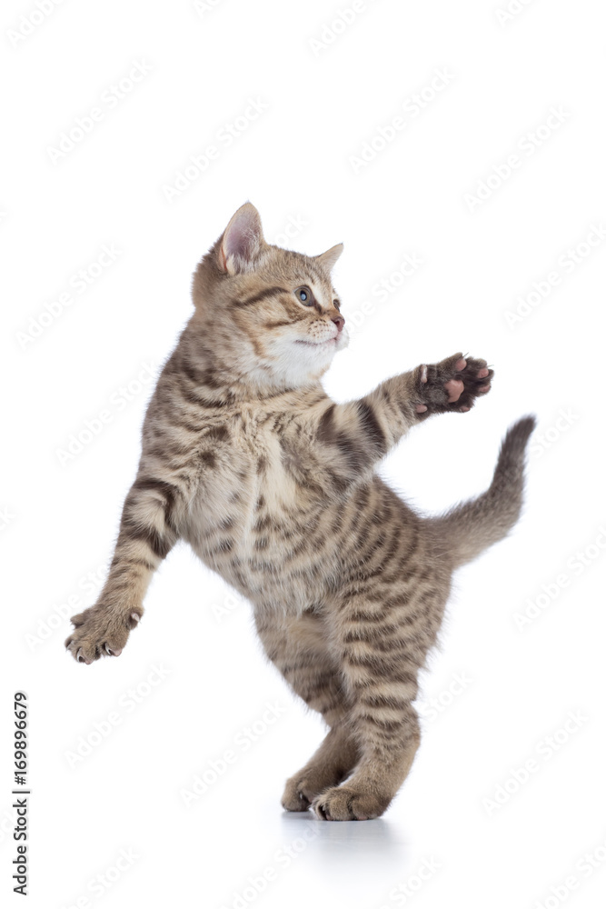 Fototapeta premium Funny striped kitten playing and jumping isolated on white