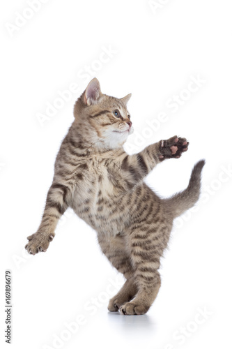 Funny striped kitten playing and jumping isolated on white