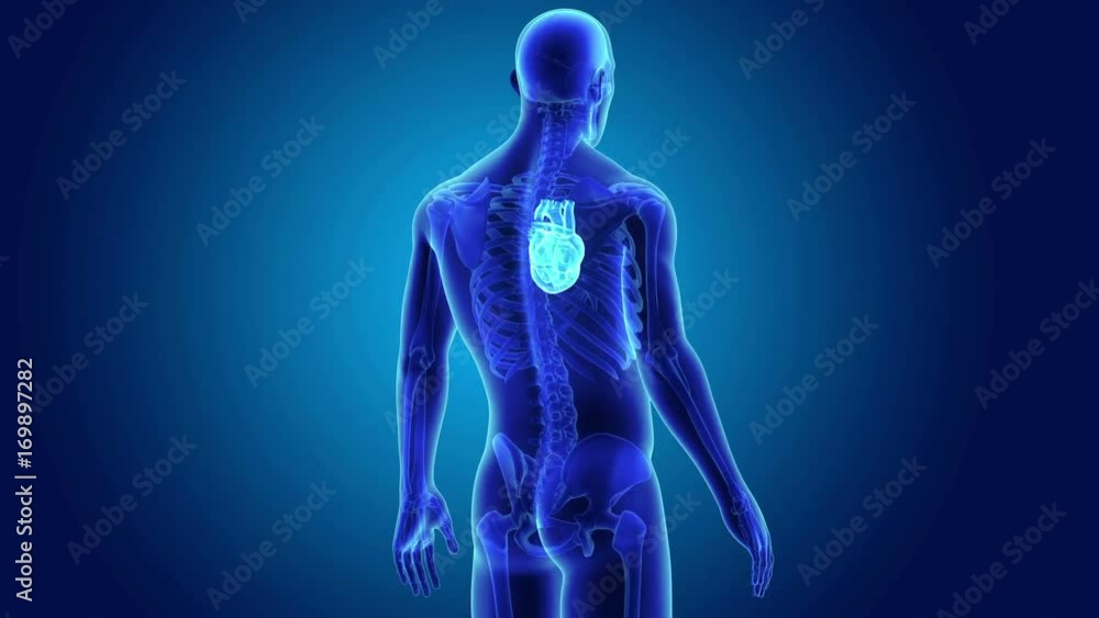 Human Heart with Skeleton Body Human Heart with Skeleton Body