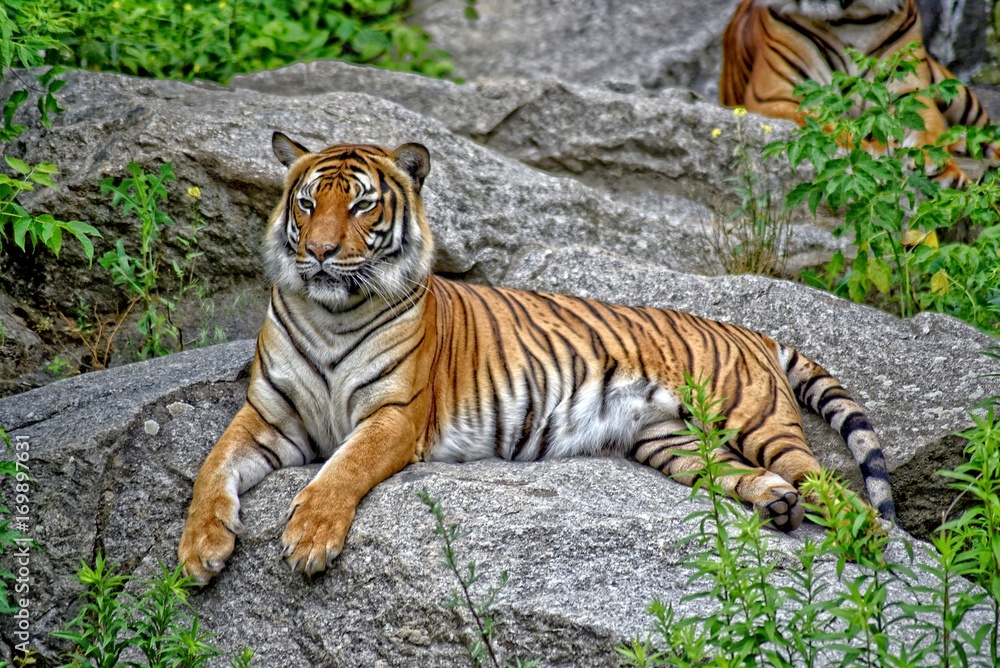 Fototapeta premium Tygrys leżący, nakręcony w HDR