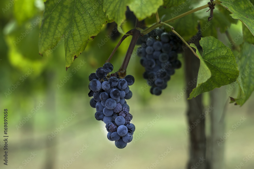 Cluster of dark purple grapes hanging on a vineyard branch