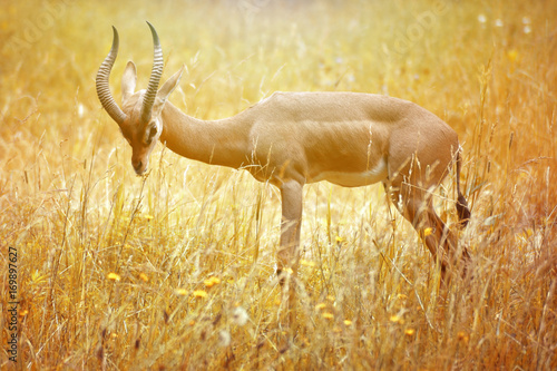 A Gerenuk grazing under an orange sun photo